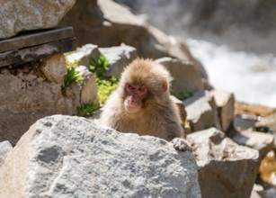 Japanese macaque (Macaca fuscata) looking out from behind rocks, Yamanouchi, Nagano Prefecture,