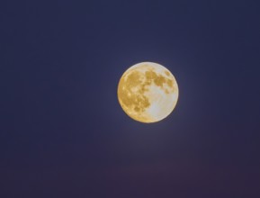 Detailed image of a full moon with visible craters and yellowish glow against a purple background,