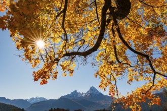 Watzmann under an autumn-colored tree, Bischofswiesen, Berchtesgadener Land, Upper Bavaria,