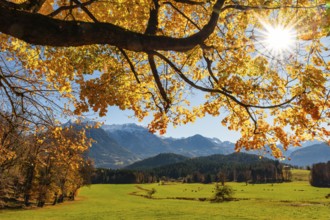 Meadow with cows under an autumn-colored tree, behind Berchtesgaden Alps, Bischofswiesen,