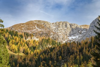 Herbstwald am Schneibstein, Schönau am Königssee, Berchtesgadener Land, Upper Bavaria, Bavaria,
