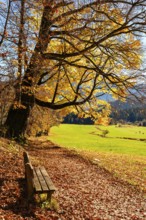 Wooden bench next to hiking trail under an autumn-colored tree, next to meadow, Bischofswiesen,