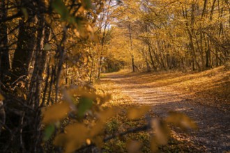 A narrow path leads through an autumnal forest full of bright leaves, Gechingen, Calw district,