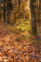 Autumn forest with colorful leaves on the ground and bright leaves, Gechingen, Calw district,
