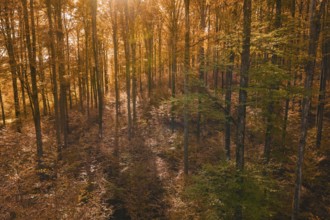 Sunlight illuminates an autumnal forest with warm colors, Gechingen, Calw district, Germany