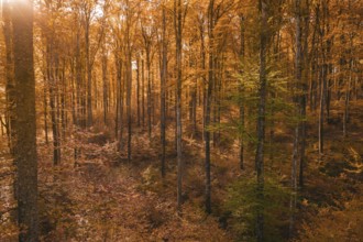 Forest in autumn with enchanting light and shadow of orange leaves, Gechingen, Calw district,