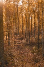 Quiet autumn forest with impressive trees and warm orange sunshine, Gechingen, Calw district,