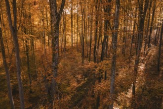 Autumn forest in warm sunlight with orange and brown tree-rich leaves, Gechingen, Calw district,