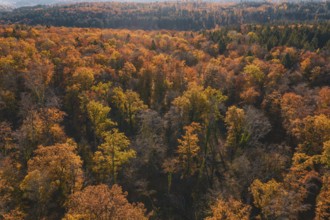 Autumn-colored trees stretch across a vast forest landscape, Gechingen, Calw district, Germany