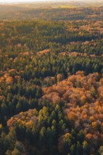 Aerial view of an autumnal mixed forest with green and orange-brown trees, Gechingen, Calw