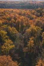 Autumn forest with thick, colorful rows of trees, Gechingen, Calw district, Germany