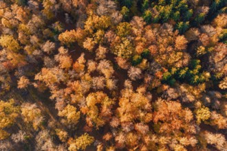 Colourful trees in an autumn forest landscape from above, Gechingen, Calw district, Germany