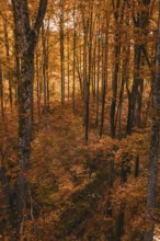 Dense autumn forest with intense orange and brown leaves in the light, Gechingen, Calw district,