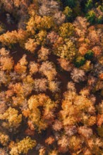 Colourful tree crowns from a bird's eye view in warm autumn colors, Gechingen, Calw district,