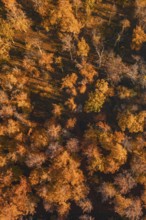 Aerial view of autumn-colored trees with various shades, Gechingen, Calw district, Germany