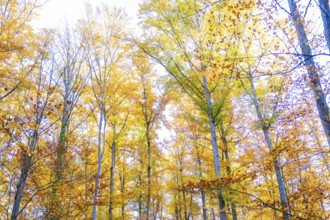 View of the colors of an autumnal forest with bright leaves, Gechingen, Calw district, Germany