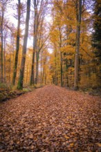 A path covered with leaves leads through an autumn forest, Gechingen, Calw district, Germany