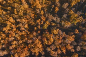 Orange and brown autumn trees cast long shadows on the forest floor, Gechingen, Calw district,