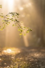 An illuminated branch with leaves against a blurred forest background, Gechingen, Calw district,