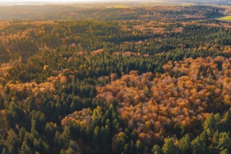 Autumn landscape with green and orange trees at sunset, Gechingen, Calw district, Germany