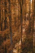 Autumn forest with orange-brown leaves interspersed with sunlight and shade, Gechingen, Calw
