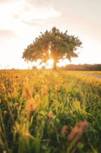 A tree stands in a meadow, illuminated by warm evening light, Gechingen, Calw district, Germany