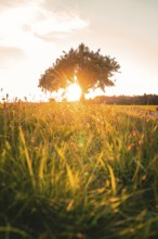 A tree in a meadow at sunset with a harmonious atmosphere, Gechingen, Calw district, Germany