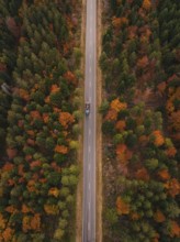 A straight road through a colorful autumn forest seen from the air, Gechingen, Calw district,