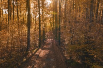 A forest trail in autumn, crisscrossed by warm sunlight and bright leaves, Gechingen, Calw