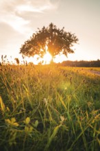 A tree flooded with sunlight stands in a green field, Gechingen, Calw district, Germany