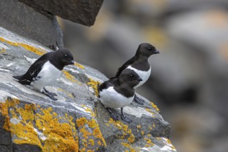 Three little auks, dovekies (Alle alle) perched on rock on top of sea cliff along the Arctic Ocean