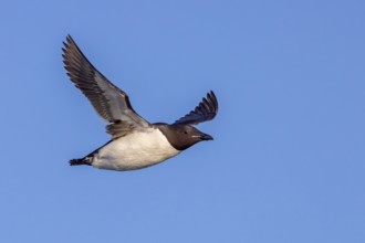 Thick-billed murre, Brünnich's guillemot (Uria lomvia lomvia) flying against blue sky in summer,