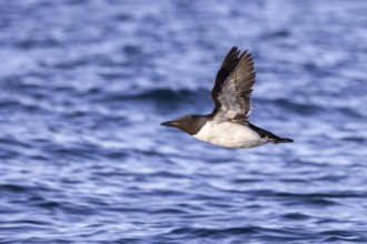 Thick-billed murre, Brünnich's guillemot (Uria lomvia lomvia) flying over sea water of the Arctic
