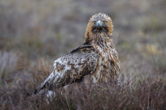European golden eagle (Aquila chrysaetos chrysaetos) adult resting in moorland, heathland in winter
