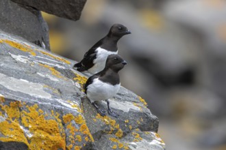 Two little auks, dovekies (Alle alle) perched on rock on top of sea cliff along the Arctic Ocean