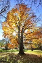 Backlight view of a beech tree in autumn colors in a park in Augsburg, Bavaria, Germany