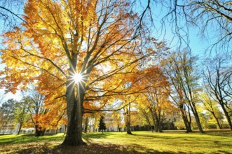 Backlight view of a beech tree in autumn colors in a park in Augsburg, Bavaria, Germany