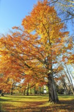Large beech tree in autumn color dress in a park in Augsburg, Bavaria, Germany