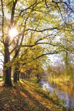 Backlight view of a linden tree alley on a canal in Augsbnurg, Bavaria, Germany