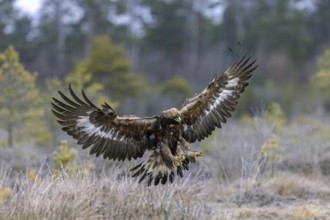 European golden eagle (Aquila chrysaetos chrysaetos) juvenile showing large talons in flight while
