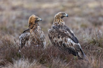 Two European golden eagles (Aquila chrysaetos chrysaetos) sitting in moorland, heathland in winter