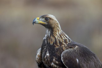 European golden eagle (Aquila chrysaetos chrysaetos) close-up portrait of juvenile in moorland,