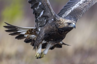 European golden eagle (Aquila chrysaetos chrysaetos) juvenile flying over moorland, heathland in