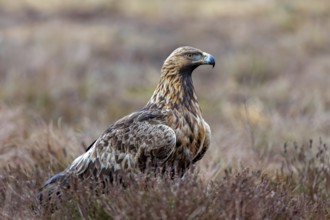 European golden eagle (Aquila chrysaetos chrysaetos) adult resting in moorland, heathland in winter