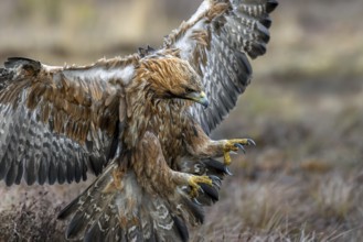 European golden eagle (Aquila chrysaetos chrysaetos) adult showing large talons in flight while