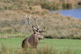 Rutting red deer (Cervus elaphus) stag with big antlers resting in grassland during the rut in