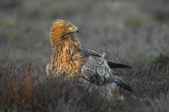 European golden eagle (Aquila chrysaetos chrysaetos) close-up portrait of adult in moorland,