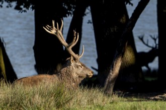 Majestic red deer (Cervus elaphus) stag with big antlers resting in grassland on lake shore during