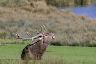 Rutting red deer (Cervus elaphus) stag with big antlers roaring, burling in grassland on lake shore