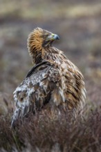 European golden eagle (Aquila chrysaetos chrysaetos) adult resting in moorland, heathland in winter